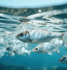 cute-fish-underwater