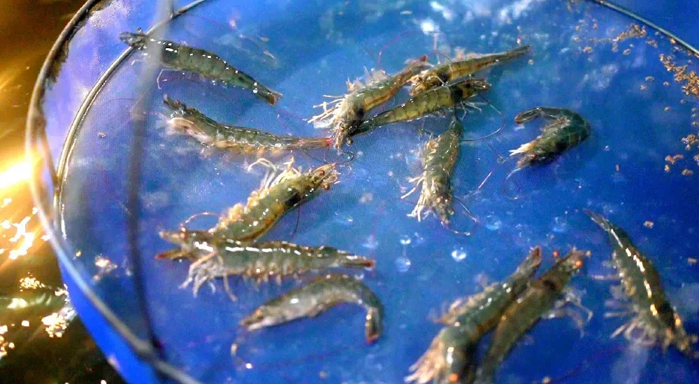 yhl aquatic shrimp gen